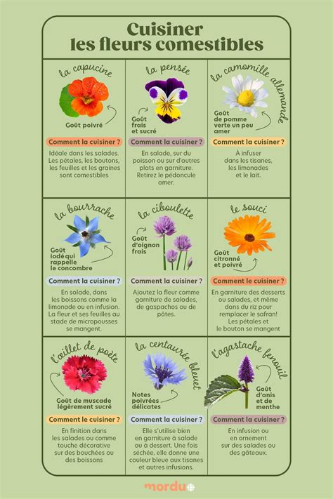 Infographie des fleurs comestibles et leurs utilisations culinaires