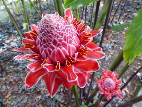 Plantes rares et exotiques