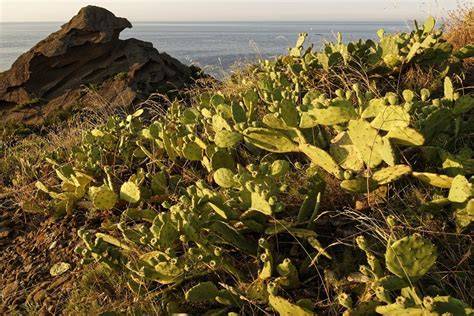 Plan général d'un figuier de Barbarie dans un paysage méditerranéen
