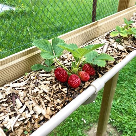 une planche de fraisiers bien entretenue et paillée dans un potager ensoleillé