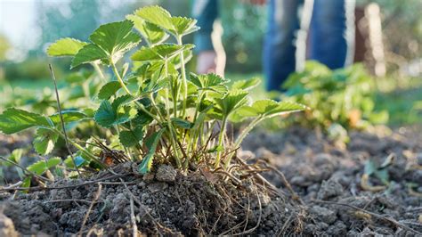 schéma explicatif de la profondeur idéale du collet du fraisier lors de la plantation