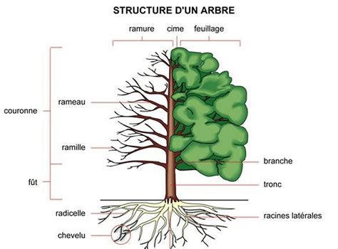 Schéma illustrant les différentes parties d'un arbre fruitier : bourgeons, écorce, feuilles et fruits