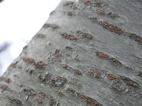 Photographie macroscopique des lenticelles sur l'écorce d'un jeune cerisier