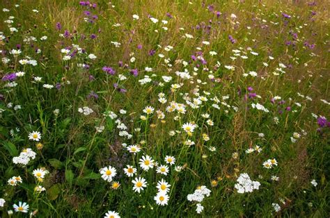 Champ de marguerites en pleine floraison dans une prairie ensoleillée