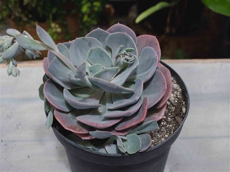 Photo avant/après d'une Echeveria taillée pour redonner une forme compacte
