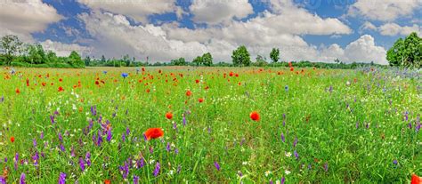Vue panoramique d'un champ maraîcher en Provence au printemps