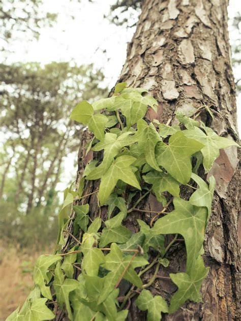 Lierre sur un tronc de bouleau. Les feuilles indiquent que la plante est âgée.