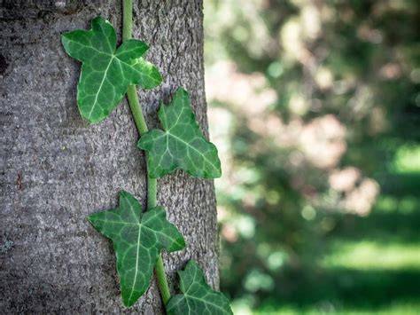 Le lierre utilise les arbres comme support pour grimper.