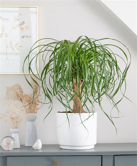 Illustration détaillée d'une plante verte luxuriante avec un flacon d'engrais Algoflash à proximité