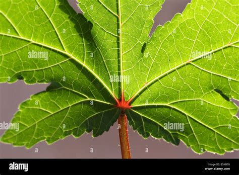 Plan rapproché montrant la texture coriace et les nervures marquées des feuilles de lierre commun