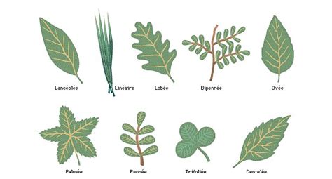 Schéma illustrant les différentes formes de feuilles de lierre, des feuilles juvéniles lobées aux feuilles adultes ovales