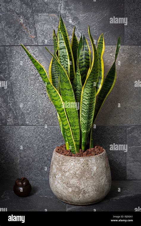 Sansevieria trifasciata dans un pot en céramique