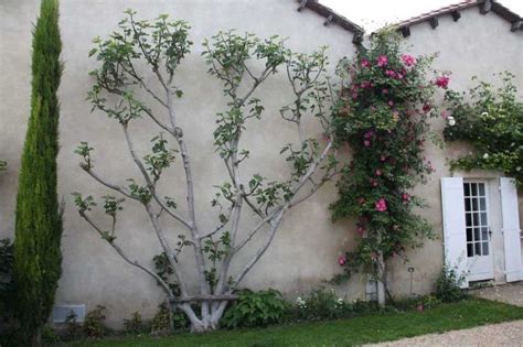Vue d'un figuier en espalier contre un mur ensoleillé