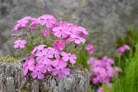gros plan sur des fleurs blanches de phlox mousse dans une rocaille