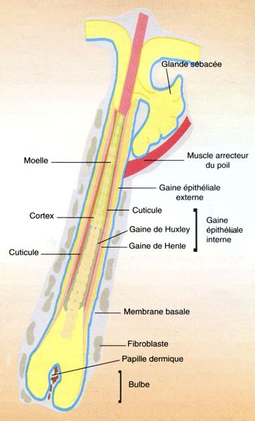 Schéma illustrant la structure du poil double du Berger des Pyrénées avec sous-poil isolant et poil de couverture protecteur