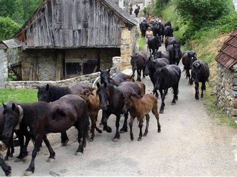 Carte historique des zones de transhumance dans les Pyrénées, berceau de la race