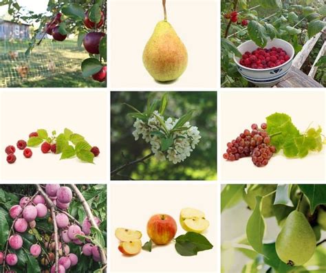 Illustration de la diversité des fruits dans un verger familial