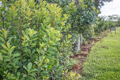 Plantation de Yerba Maté dans une forêt subtropicale