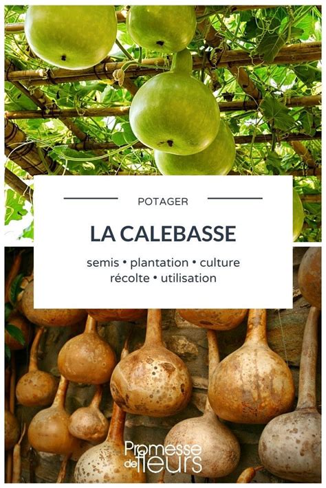 Schéma de la calebasse et de la bombilla