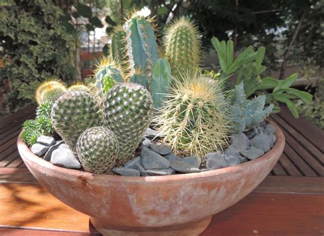 Cactus en pot dans une serre lumineuse