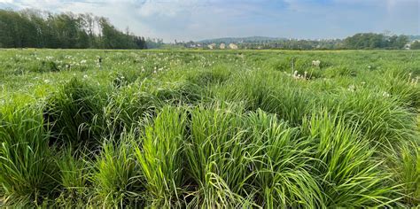 Champ de ray-grass en pleine croissance dans la Marne