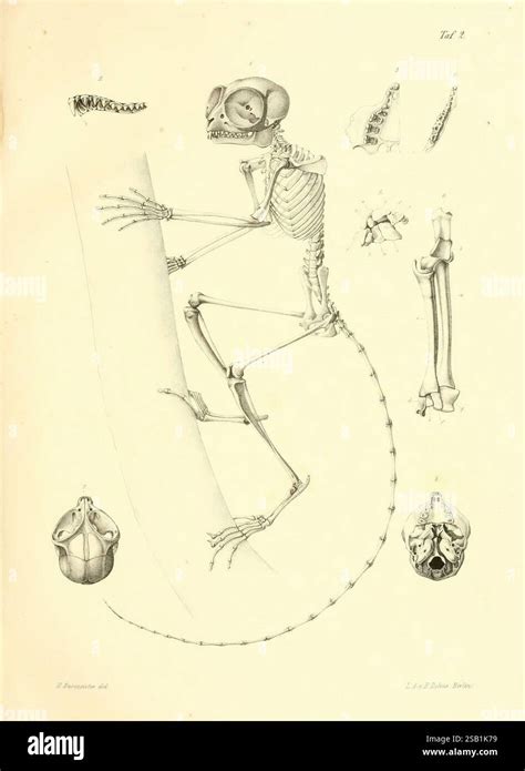 Schéma illustrant l'anatomie d'un primate arboricole avec ses membres adaptés à la préhension