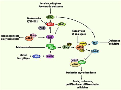 Diagramme simplifié de la voie spino-parabrachiale impliquée dans le réflexe d'ébrouement