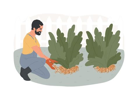 Illustration montrant la bonne distance de paillage autour du collet d'une plante