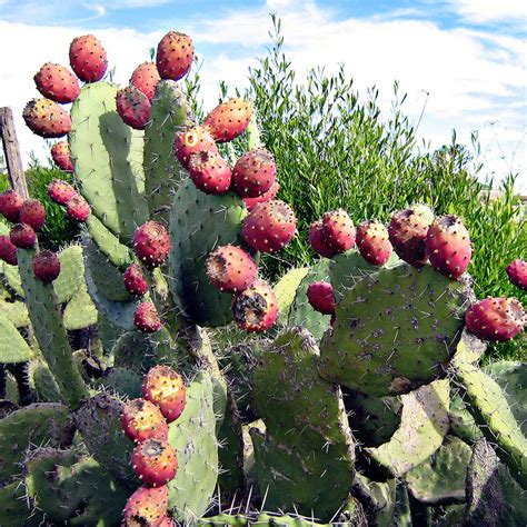 Illustration d'un cactus Opuntia ficus-indica dans un environnement désertique
