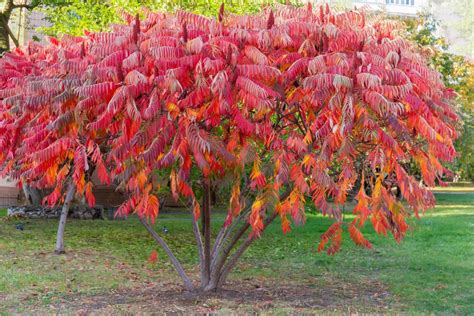 Photographie d'un sumac de Virginie en plein embrasement automnal montrant ses feuilles pennées rouge vif