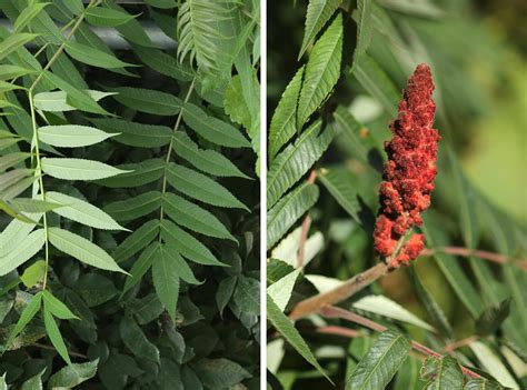 Comparaison visuelle entre le sumac de Virginie classique et la variété 'Tiger Eyes'