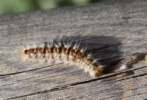 chenilles processionnaires sur une branche de pin