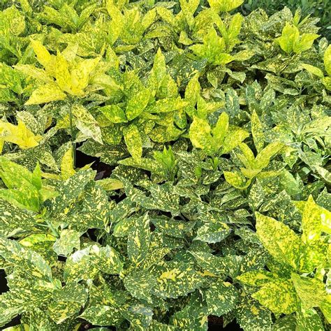 Feuillage panaché de l'Aucuba japonica