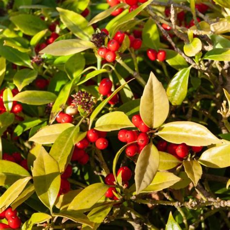 Baies rouges ornementales de l'Aucuba japonica
