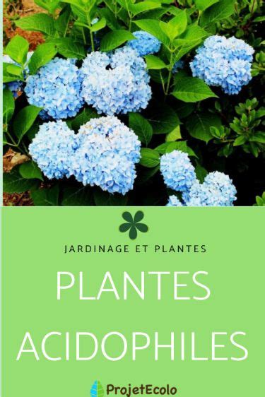 Illustration de plantes acidophiles et calcicoles