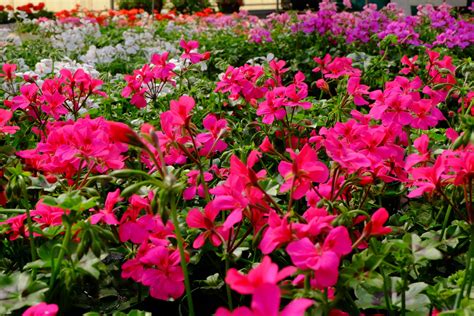 Champs de géraniums en fleurs à Madagascar