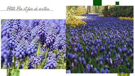 Plantes à bulbe à floraison printanière