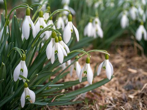 Petites fleurs de bulbes sauvages en pot