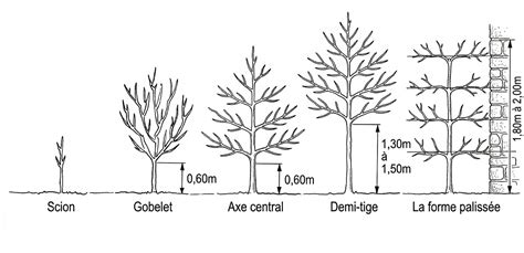 Illustration comparative des différentes silhouettes d'arbres fruitiers (gobelet, pyramide, espalier)