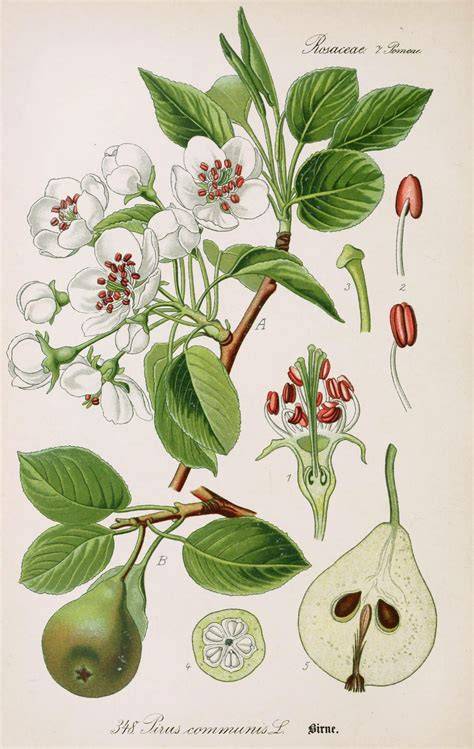 Illustration botanique d'un fruit sauvage avec ses caractéristiques