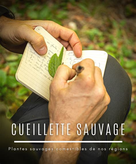 Divers guides de cueillette sauvage empilés