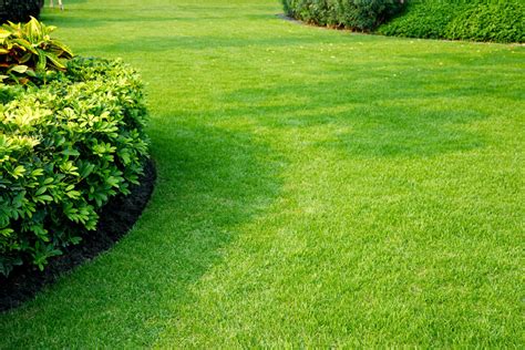 Une pelouse verdoyante et bien entretenue dans un jardin résidentiel