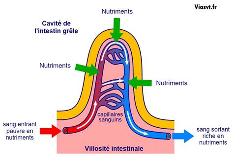 Schéma illustrant l'absorption des nutriments par les racines du gazon