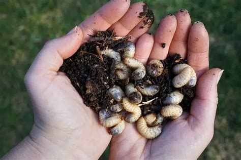 Larves de vers blancs recroquevillées dans la terre