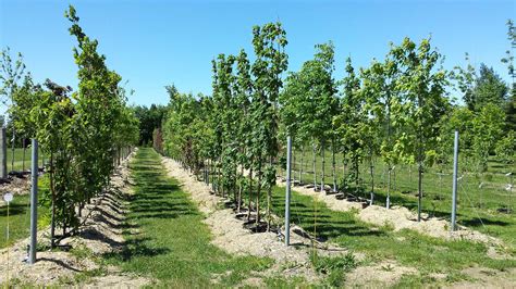 Variété d'arbres fruitiers en pépinière