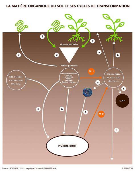 Schéma illustrant le cycle naturel de la matière organique : de la plante au sol