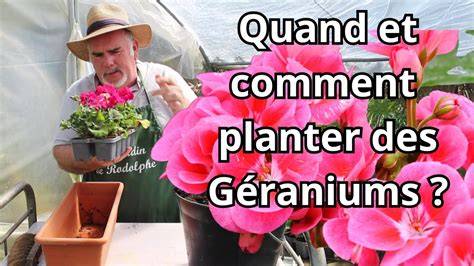 Conseils d'arrosage pour géraniums et fuchsias