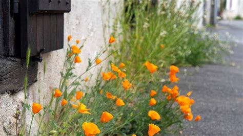 Exemple de plantes à semer pour un trottoir fleuri