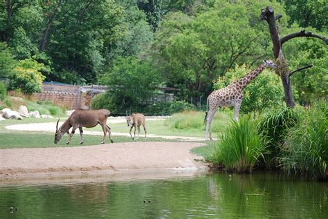 Enfants observant les animaux du zoo de la Tête d'Or