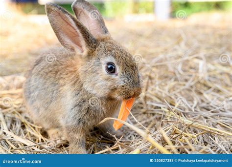 lapin mangeant du foin de haute qualité